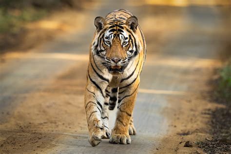 Indian Tiger Photo Safari – Colby Brown Photography