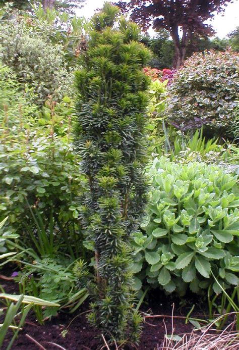 Taxus Baccata Fastigiata Robusta Aberdeen Gardening