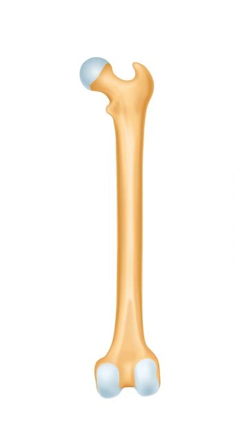 Premium Vector Human Bone Anatomy