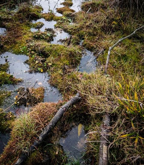 View Marsh Bog Quicksand Stock Photos - Free & Royalty-Free Stock ...