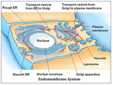 Why The Golgi Apparatus Remains In Close Association With The Endoplasmic Reticulum