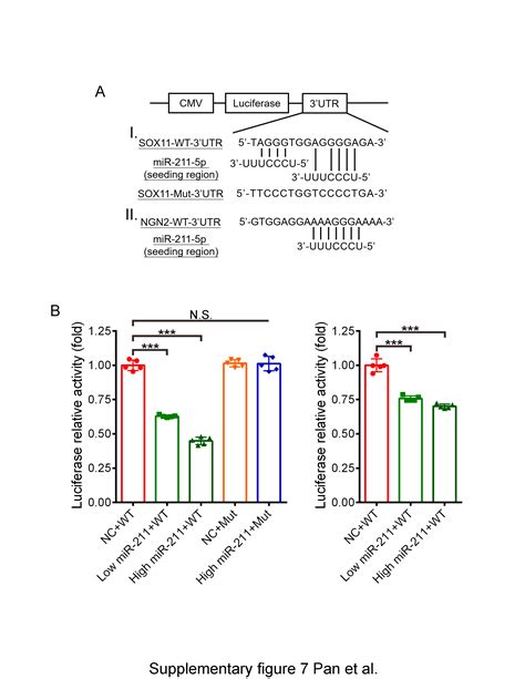 MiR 211 Determines Brain Metastasis Specificity Through SOX11 NGN2 Axis