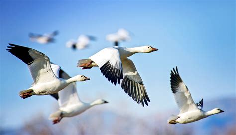 'Mock flock' clarifies how birds fly in formation - Futurity