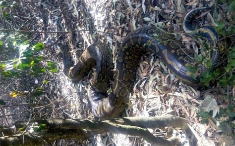 Python at Karura forest will not eat you, chief scout says - The Standard