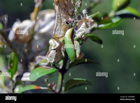 Pupa Of The Box Tree Moth Cydalima Perspectalis In Nature It Is An