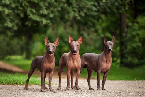 รูปภาพXoloescuincle – เลือกดูภาพถ่ายสต็อก เวกเตอร์ และวิดีโอ1,848 | Adobe Stock