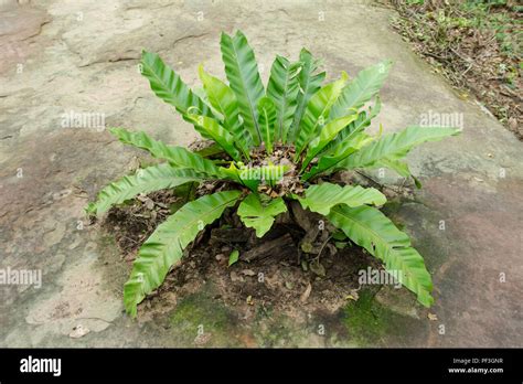 Birds Nest Fern Asplenium Nidus Tree Stock Photo Alamy