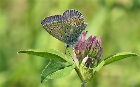 Free Images Nature Meadow Prairie Flower Wildlife Live Insect