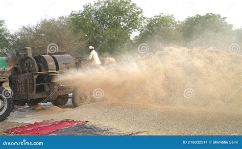 Wheat Or Rye Straw Blowing In A Velocity From Tractor Machine Farmers