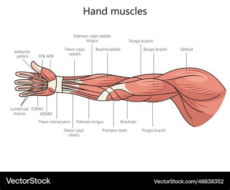 Muscles Png Muscle Png Image Background Labeled Arm Arm Muscles