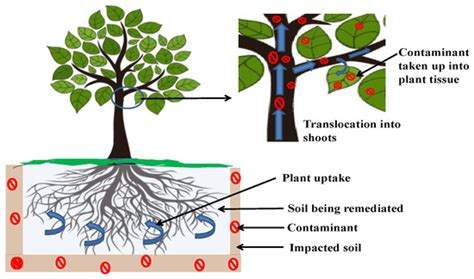 Water Free Full Text Phytoremediation Prospects For Restoration Of