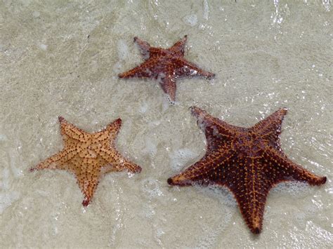 Starfish Point in Grand Cayman...amazing! | Favorite family vacations ...