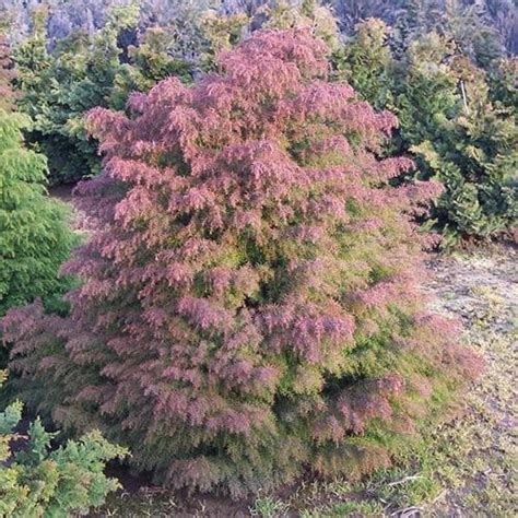 Cryptomeria Japonica Elegans Future Forests