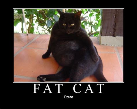 Funny Fat Cats Memes