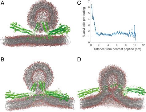 Influenza Hemagglutinin Drives Viral Entry Via Two Sequential