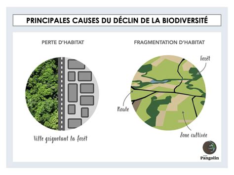 Pourquoi Et Comment Préserver La Biodiversité