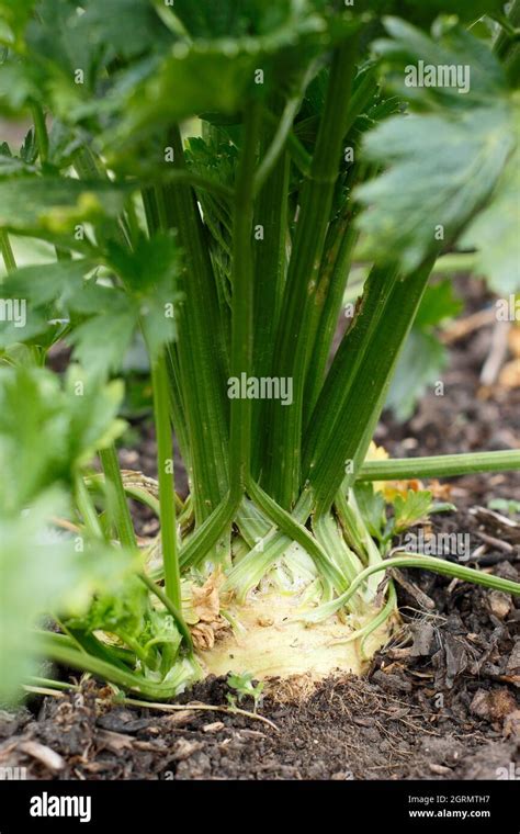 Apium Graveolens Var Rapaceum Monarch Celeriac Hi Res Stock Photography