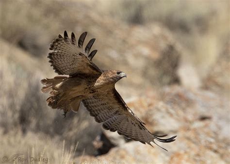 Female Red Tailed Hawk Perched Taking Off And In Flight Feathered