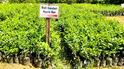 Apple Ber Ki Kheti Ball Sundari Apple Ber Kashmir Red Apple Ber