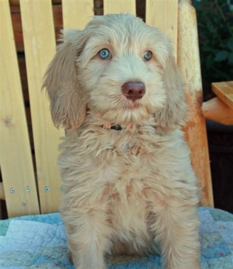 Gorgeous Medium Male Labradoodle Puppies Available To Go Home Now