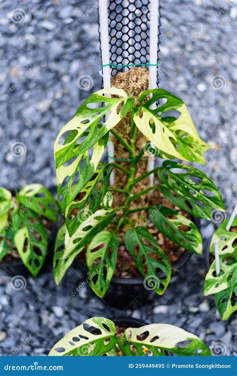 Monstera Adansonii Albo Variegado Gigante Imagem De Stock Imagem De