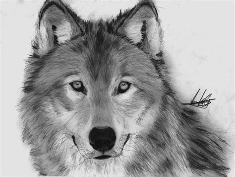 Black and Withe - Wolves Photo (36119641) - Fanpop