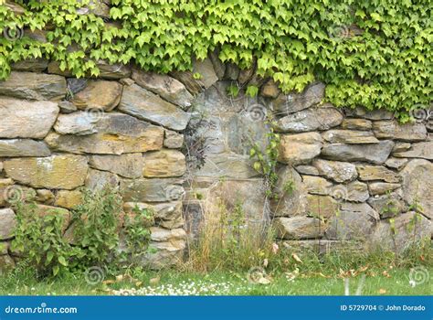 Stone Wall With Ivy Stock Images Image 5729704