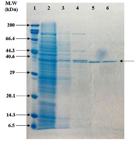 Sds Page Of D Ldh From Each Purification Step Lane Markers Lane