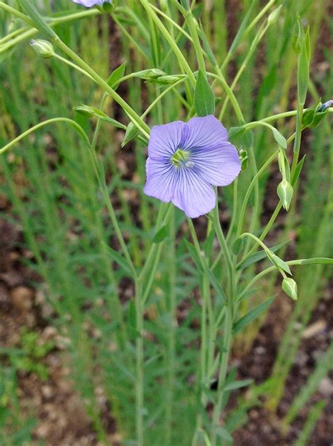 What Does A Flax Plant Look Like Plant Corz