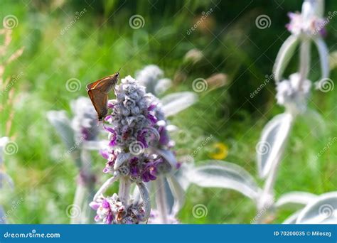 Borboleta Bonita Que Senta Se Na Planta Imagem De Stock Imagem De