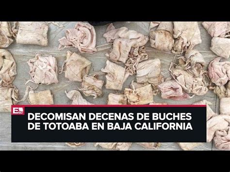 Liberan 20 mil crías de Totoaba en San Felipe Baja California