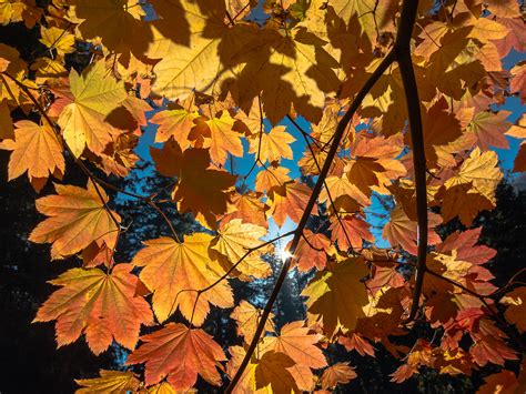 Sfondi : alberi, paesaggio, autunno, le foglie, natura, all'aperto ...