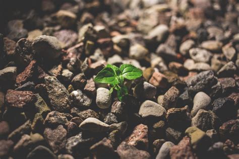 Producción de semillas y plantas en vivero Curso de Instalador