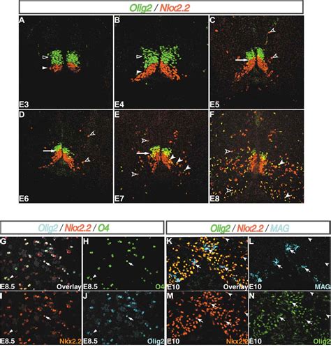 Figure 3 From The Bhlh Transcription Factor Olig2 Promotes