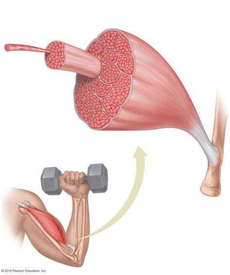 Biol Muscle Structure Diagram Quizlet