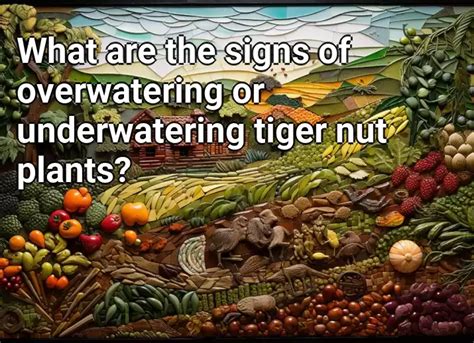 What Are The Signs Of Overwatering Or Underwatering Tiger Nut Plants Agriculture Gov Capital