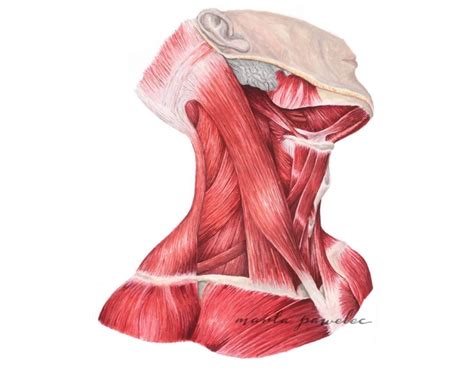 Human Anatomy: Muscles of the Neck Quiz