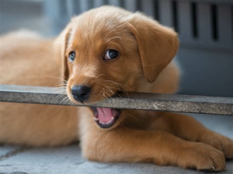 L agressivité du chiot Pourquoi mon chien est il agressif