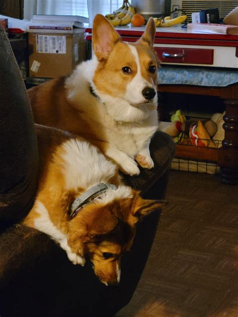 Jax Is Not Pleased With Having His Photo Taken Rcorgi