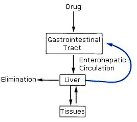 Pharmacokinetics Distribution Metabolism Excretion Flashcards