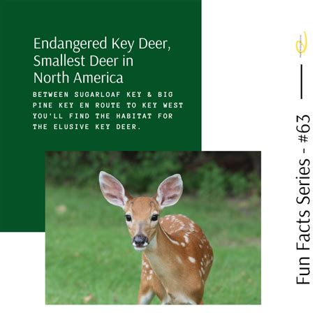 Endangered Key Deer