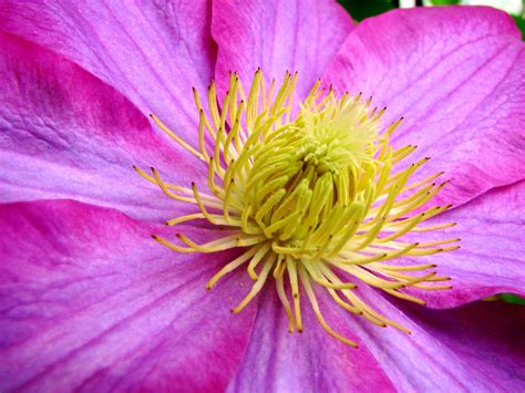 Free Images Blossom Flower Petal Yellow Pink Flora Close Up