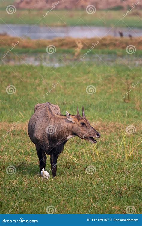 Male Nilgai And Female Nilgai Standing Together In The Forest, Looking At The Camera Royalty ...