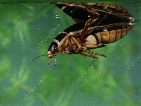 great diving beetle stock video clip  science photo library