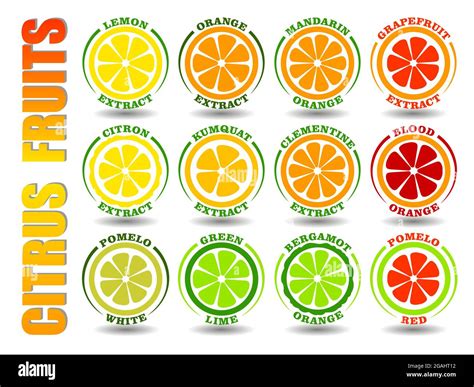 Creative Concept Set Of Round Cartoon Logos With Citrus Fruits Icons Flat Illustration Symbols