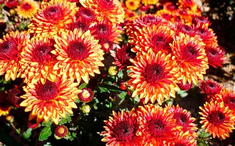 Хризантема (104 фото) » НА ДАЧЕ ФОТО
