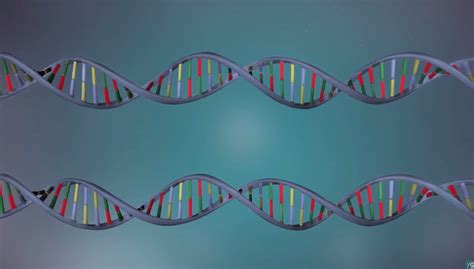 DNA replication