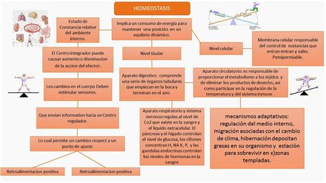 Mapa Conceptual Sobre Signos Vitales Kulturaupice 83545 The Best Porn