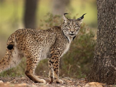 La Región recibirá 10 nuevos ejemplares de lince ibérico para su