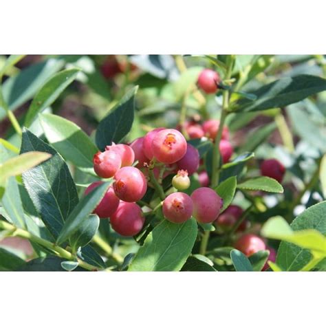 Pink Lemonade Blueberry Live Plant 1 Qt Pot With Grow Bag Cold Hardy